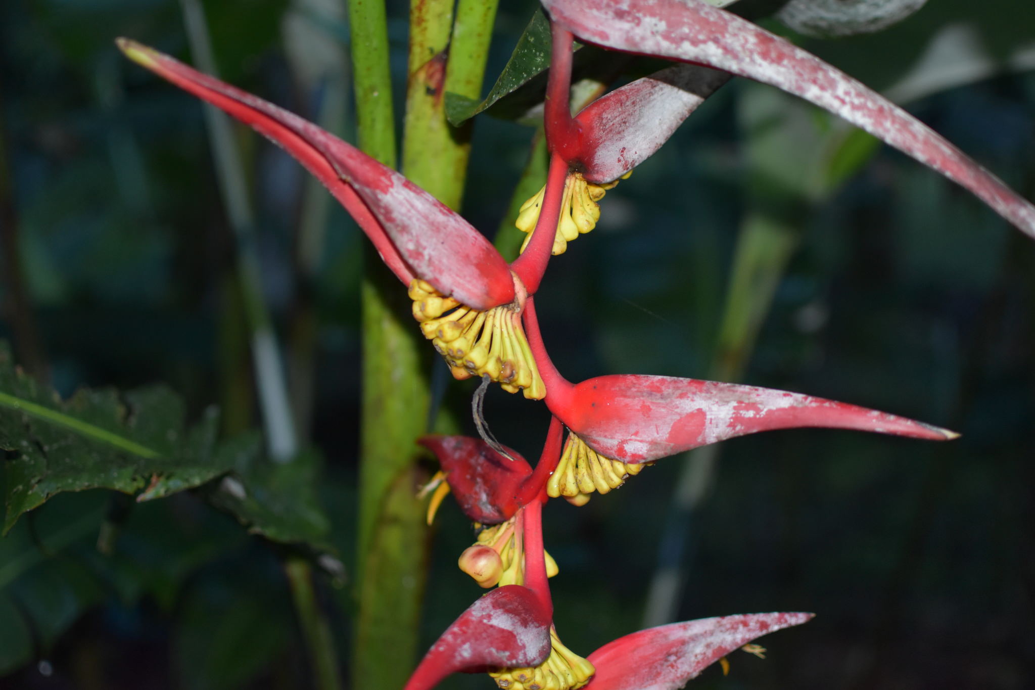 Heliconia collinsiana x bourgeana 'Pedro Ortiz'
